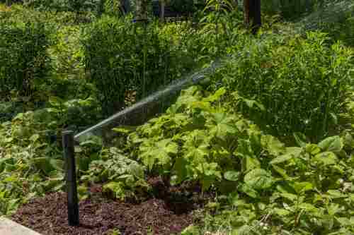 Commercial-Irrigation-9380