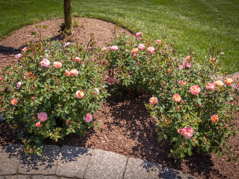 Residential-Landscaping-Flowers-Mulching-1