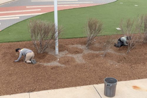 Commercial-Lawn-Maintenance-5592