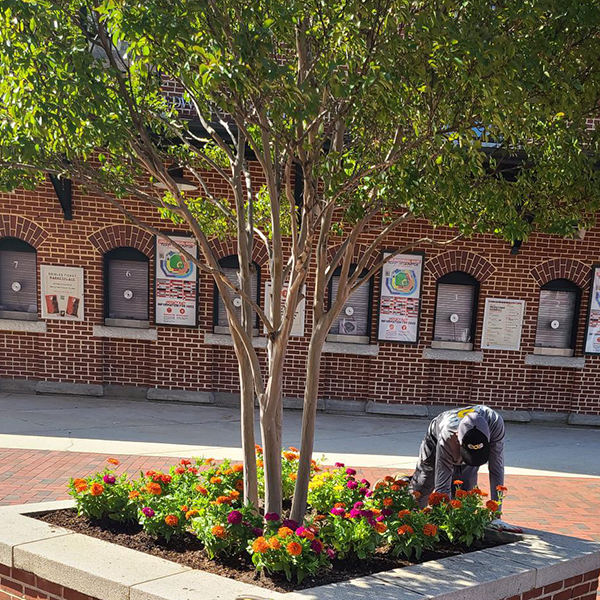 Tree and Shrub Services in Maryland