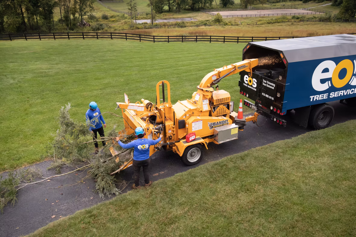 Tree services and arborist work in Maryland by eos Outdoor Services