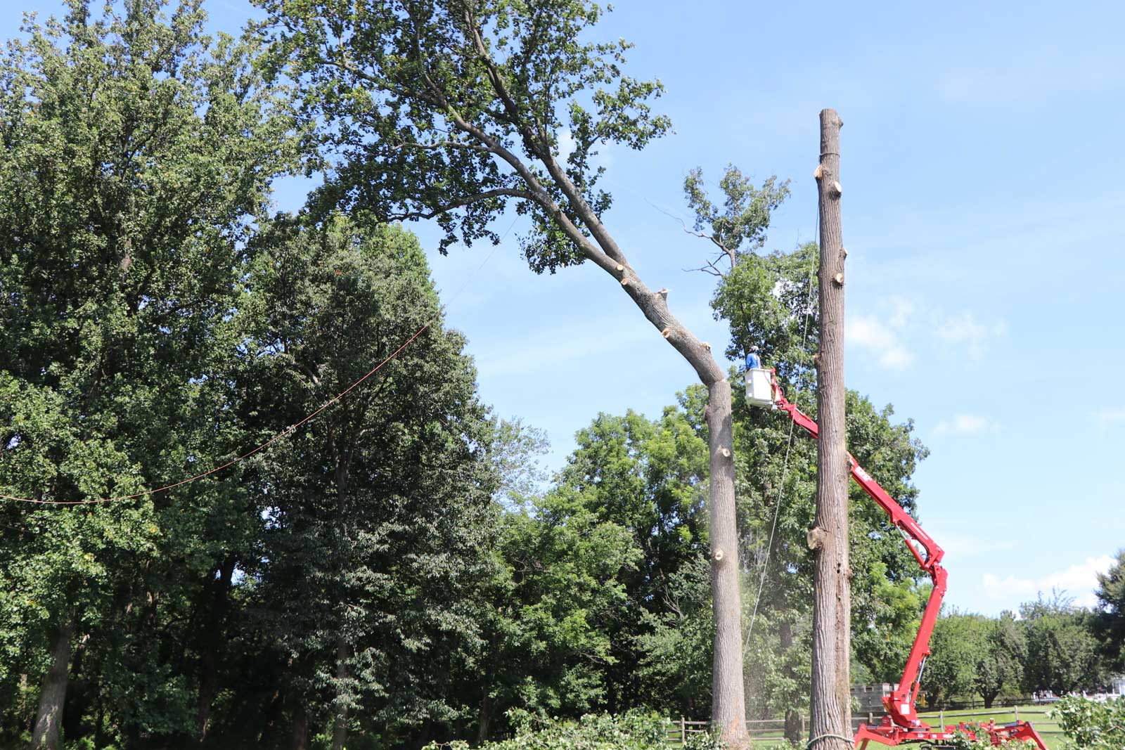 Tree trimming and arborist service by eos Outdoor Services in Howard County Maryland