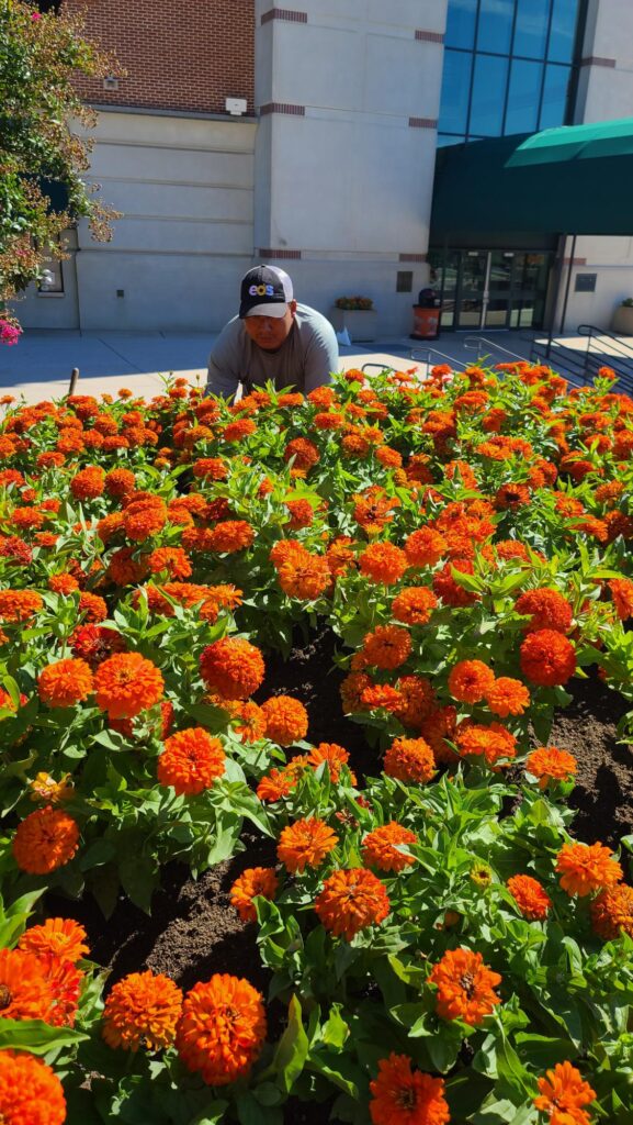 Flower Garden Installation & Annual Flower Planting in Howard and Frederick Counties, and Throughout the State of Maryland