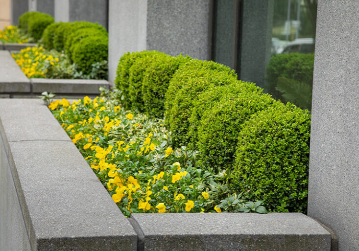 Side perspective on a row of green round bushes in an outdoor planter, at a modern apartment building, with space for text on the left