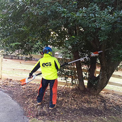 Tree Pruning in Maryland