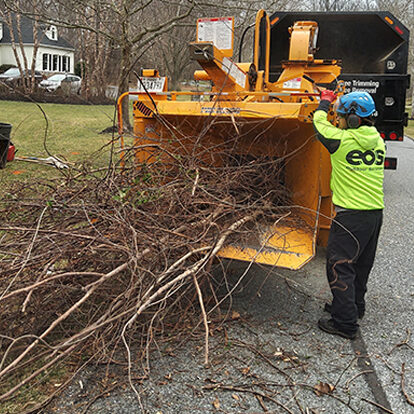 Tree Storm Cleanup in Maryland