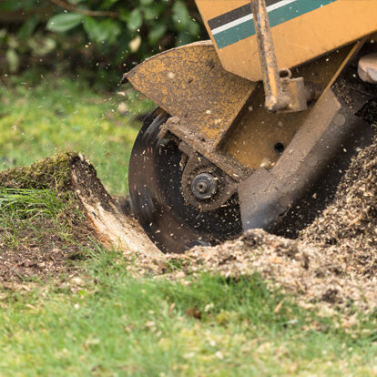 Tree Stump Grinding in Maryland